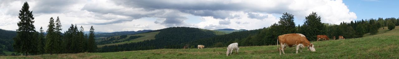 Podczas wykonywania panoramy A6000, w odróżnieniu od niektórych innych Sony, bardzo rzadko protestuje, że obracamy się za szybko. Gdy korzystamy z odpowiednio szeroko widzącego obiektywu (tu: 18 mm), objęcie 180° nie jest jakimkolwiek problemem.© Paweł BaldwinPełna rozdzielczość