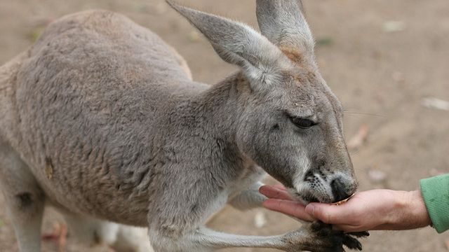 Samsung uderza w Apple'a w Australii 1