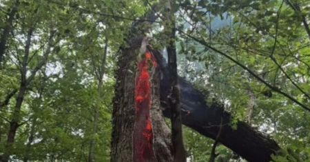 Taki widok we wnętrzu drzewa. Leśnicy pokazali, co zrobił piorun
