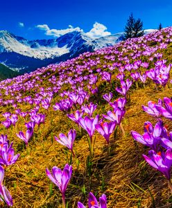 Jeden z największych hitów wiosny. Kiedy jechać w Tatry, żeby zobaczyć krokusy?