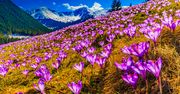 Jeden z największych hitów wiosny. Kiedy jechać w Tatry, żeby zobaczyć krokusy?