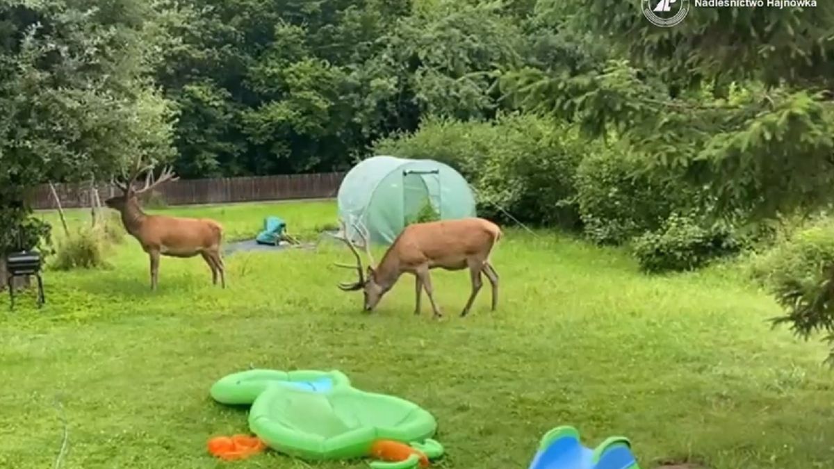 Jelenie rozgościły się w znanym sobie miejscu.