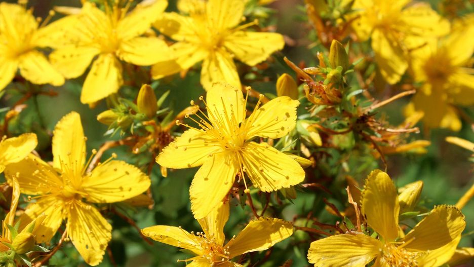 Dziurawiec zwyczajny można uprawiać w ogrodzie