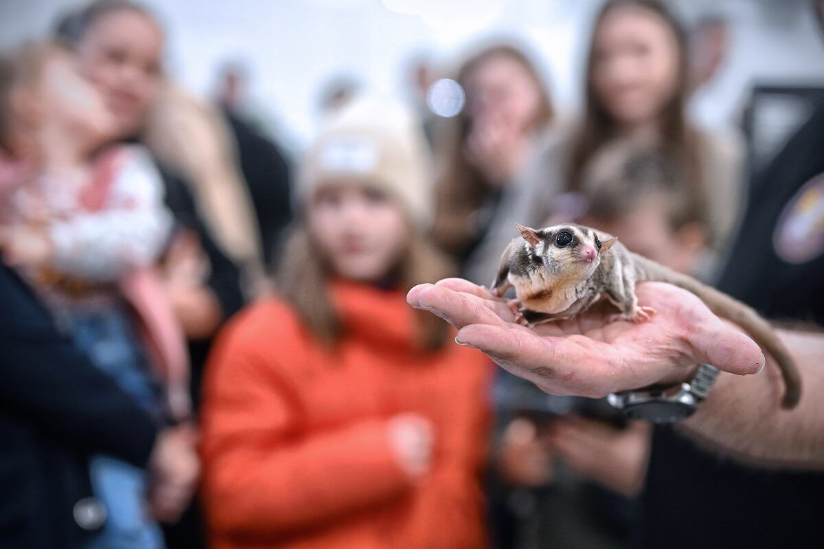 Lotopałanka
