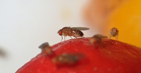 Włóż do szklanki, a pozbędziesz się muszek owocówek. Sposób bez użycia octu