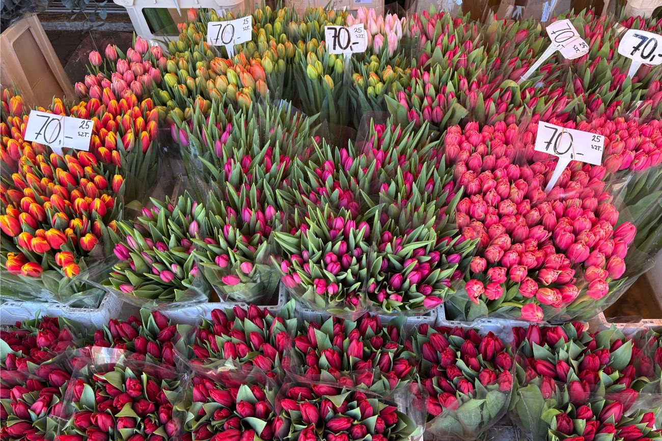 Ceny tulipanów przy Hali Mirowskiej