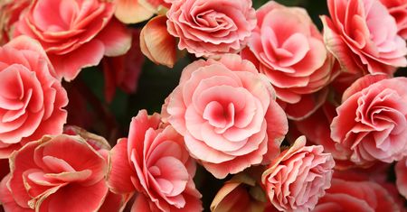 Begonia. Tropikalna roślina idealna do domu i na balkon