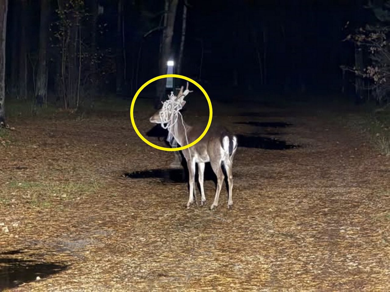 "Sprawa jest poważna". Apel leśników