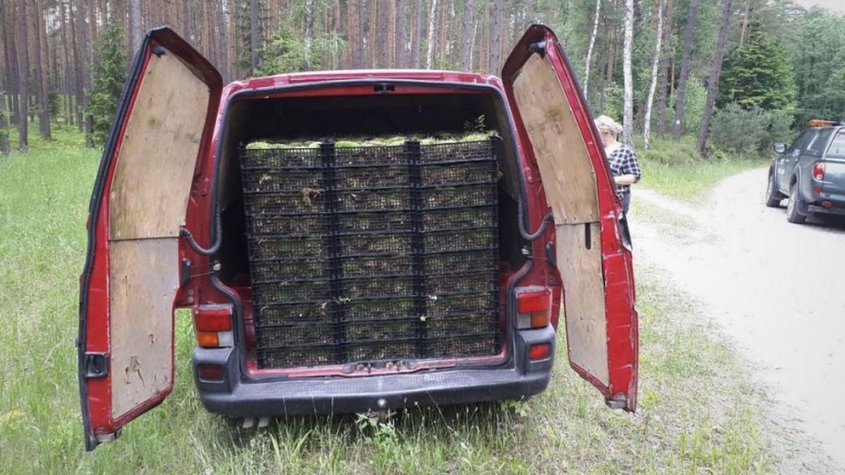 Straż Leśna z Nadleśnictwa Józefów (woj. lubelskie) na gorącym uczynku złapała grupę osób, która kradła hurtowe ilości mchu z lasu.