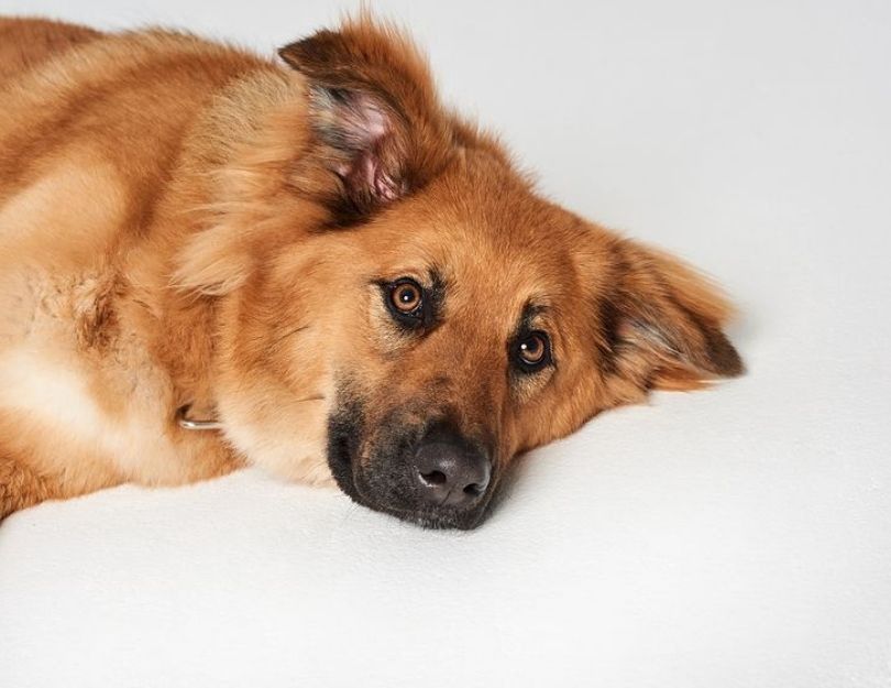 #AdoptujŚwiadomie: Siemek i Mabaya znaleźli nowe domy! 