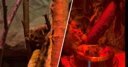 Tak małe, że mieszczą się na dłoni. To nowa atrakcja ZOO w Gdańsku