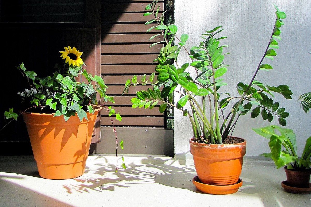 Zamioculcas (z prawej) jest efektowną i wytrzymałą rośliną.