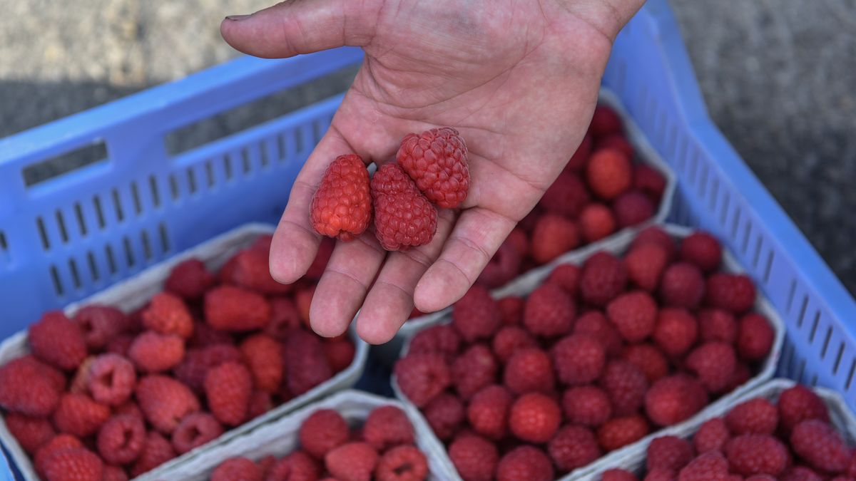 Opole Lubelskie, 05.07.2023. Protest producentów malin w Opolu Lubelskim, 5 bm. Przyczyną protestu są niskie ceny owoców. (sko) PAP/Wojtek Jargiło