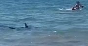 Na plaży w Hiszpanii pojawił się rekin. Nagranie trafiło do sieci (WIDEO)