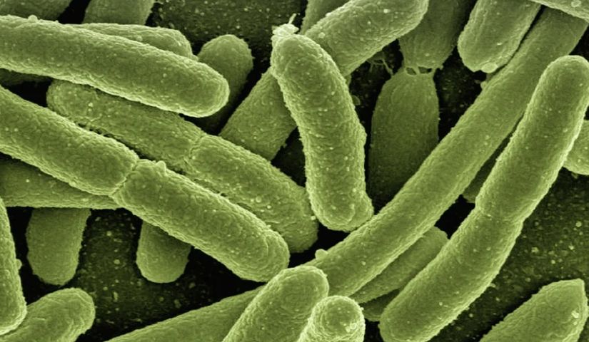 Okrężnica jest siedliskiem bakterii jelitowych, wśród których dominuje Escherichia coli, Enterobacter aerogenes oraz bakterie kwasu mlekowego.