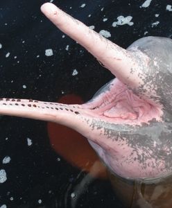 Delfiny zmieniają kolor na różowy. Zaskakujący powód