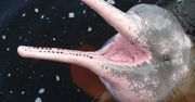 Delfiny zmieniają kolor na różowy. Zaskakujący powód