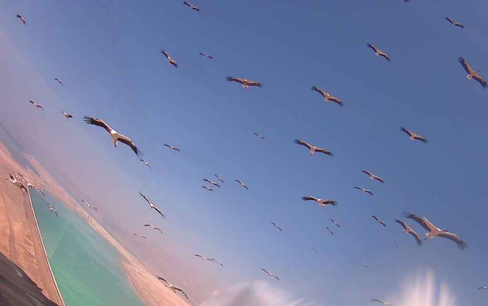 Zdjęcia z kamer są niesamowite. Setki bocianów w czasie lotu z Afryki