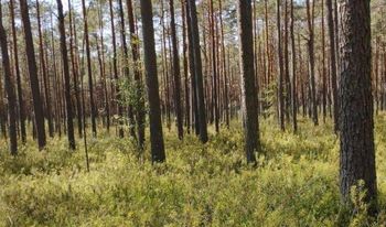 Lubelskie: „Wielkie Bagno” – nowy rezerwat przyrody w województwie