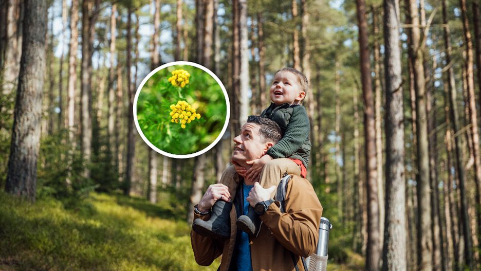 Włóż do butów przed spacerem z dzieckiem. Kleszcze tego nie znoszą