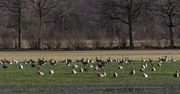 Zmiany w odszkodowaniach za szkody wyrządzone przez zwierzęta
