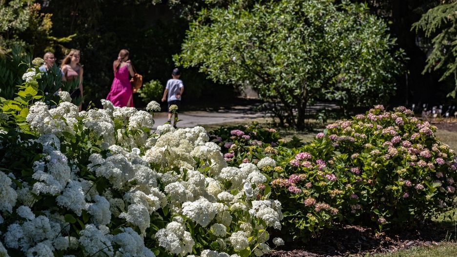 W Ogrodzie Botanicznym Uniwersytetu Jagiellońskiego w Krakowie można podziwiać ok. 30 gatunków hortensji