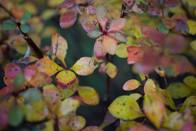 1/250, f/2, ISO 200, 22 mm, RAW