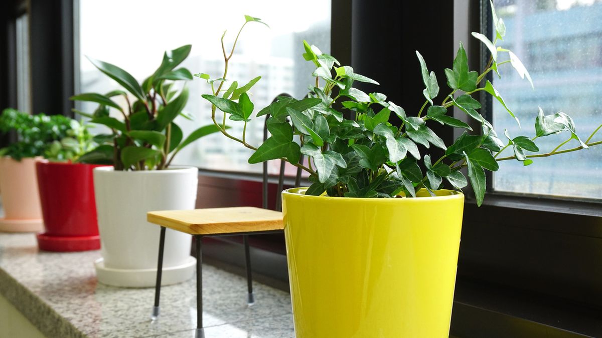 Hedera to inaczej bluszcz