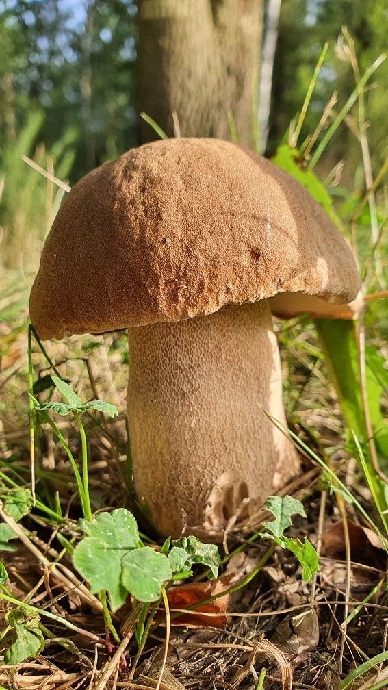 wysyp grzybów lubelskie