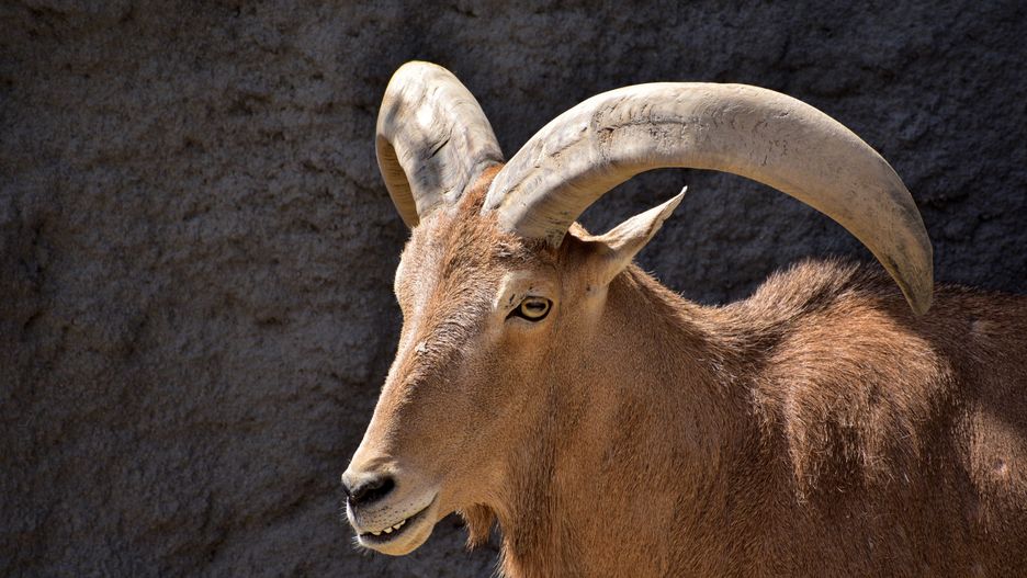 barbary sheep, goat, mountain goat, sheep, curved horn, african wildlife, horn, mountain, ram, horns, rocky mountain, brown, ibex, bighorn, horned, goat portrait, animals, fur, head, rock, capra, barbary, caprid, ungulate, north africa, smiling, smiling goat, barbary sheep closeup, brown coat, herbivore