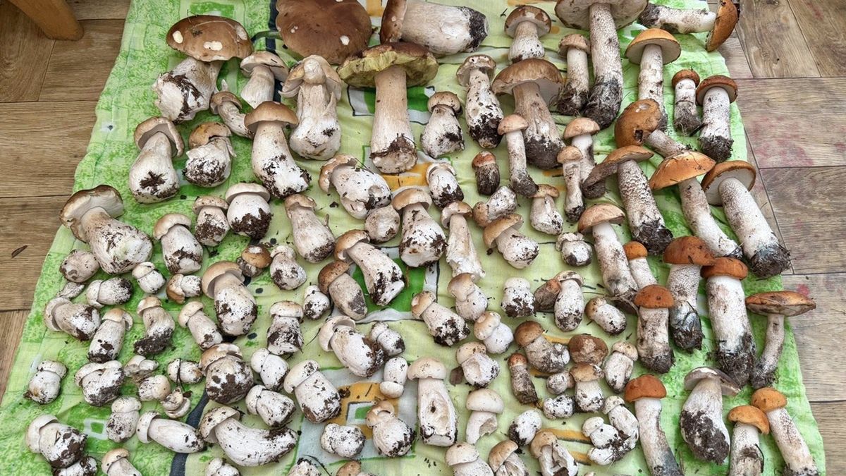 Borowiki szlachetne oczywiście są powszechnie dostępne.