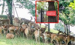 PAN idzie po jelenie? Kontrowersje wokół likwidacji instytutu