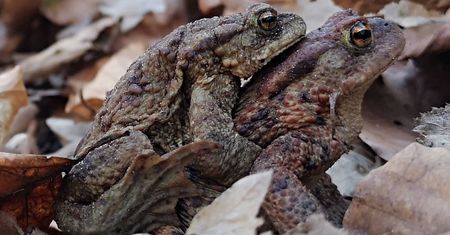 Miłość w zoo, czyli nie tylko koty marcują. "Niektórzy kibicowali jak na meczu"
