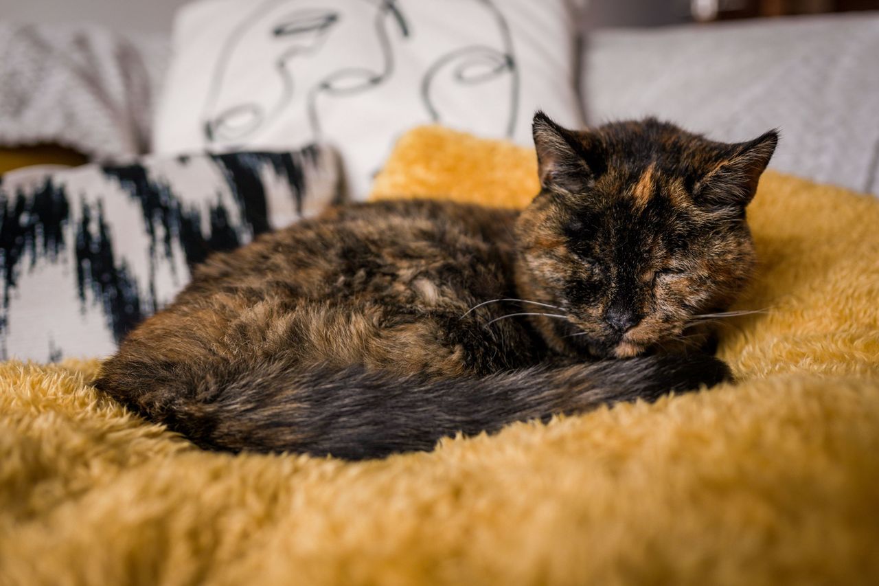 To najstarsza kotka świata. Ma ok. 125 "ludzkich" lat