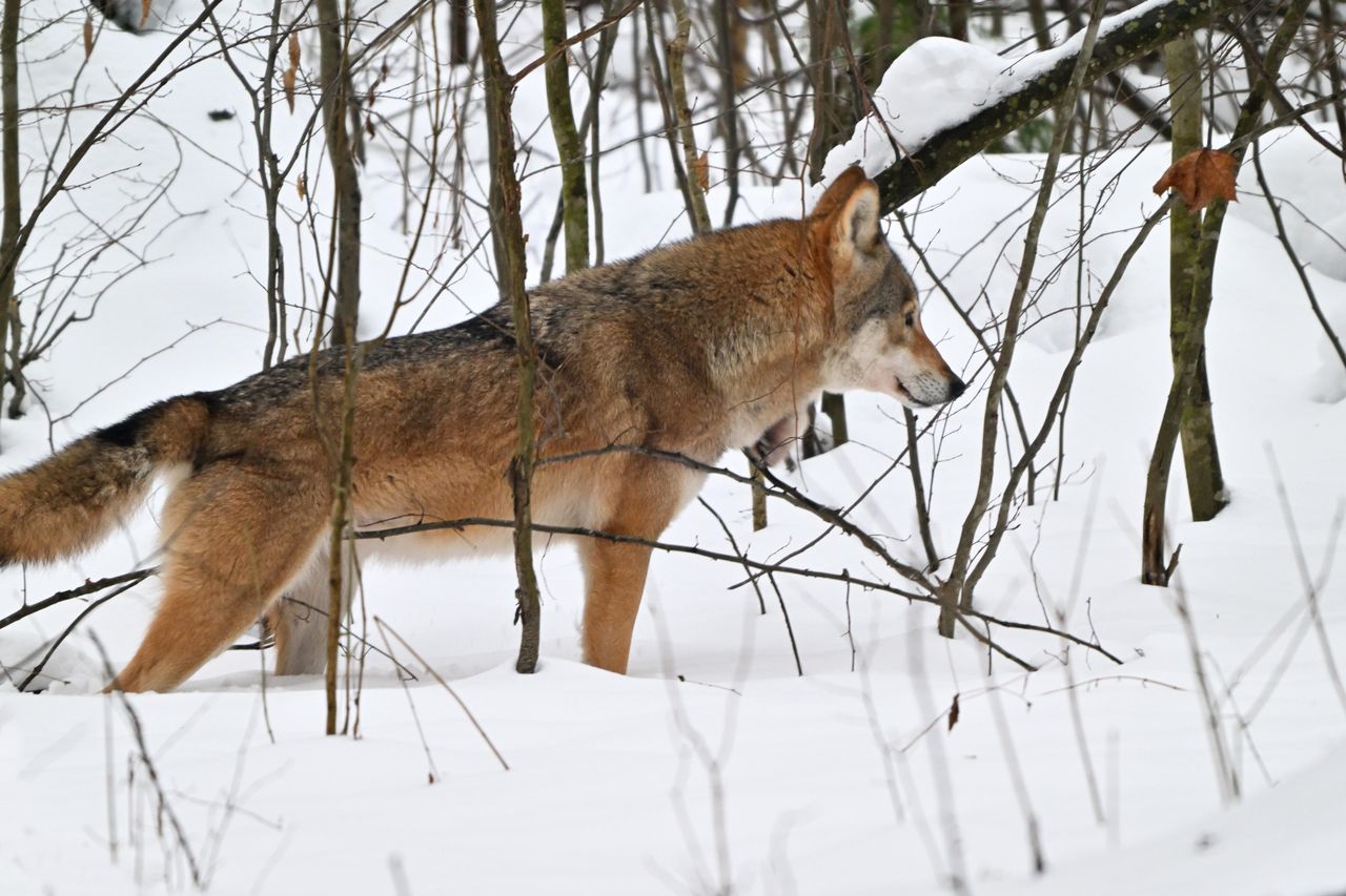 Martwy wilk na posesji. Był postrzelony?
