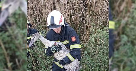 Chodził po jezdni i stwarzał zagrożenie dla kierowców. Strażacy ruszyli na pomoc Łabędziowi