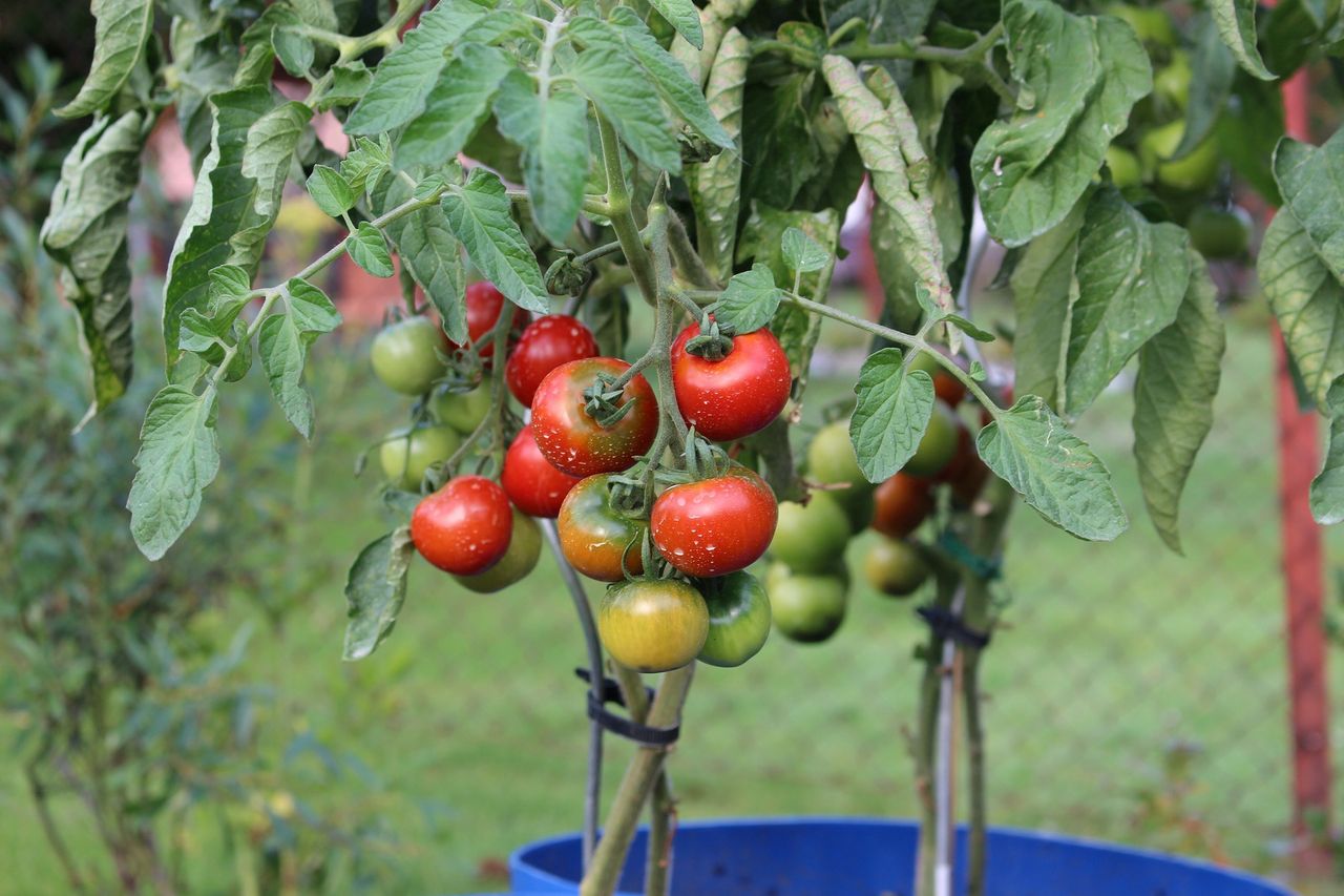 Chciał mieć ketchup. Słono za niego zapłacił