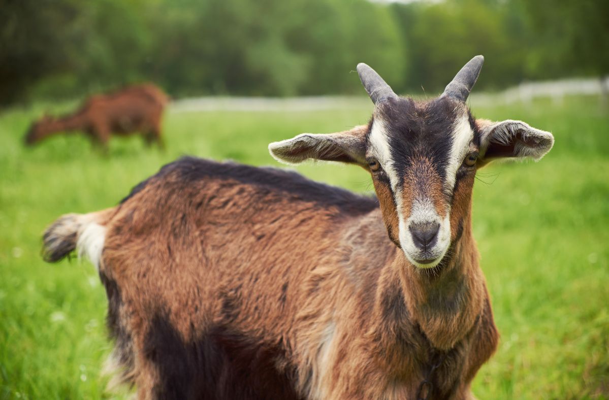 Utah woman's goat killed by falling ice chunk from airplane