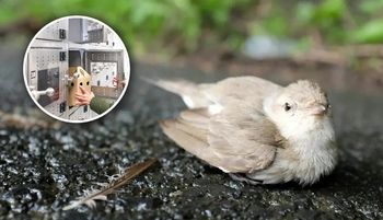 Skrzydlaty pacjent w potrzebie? W Warszawie działa już "ptakomat"