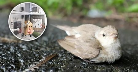 Skrzydlaty pacjent w potrzebie? W Warszawie działa już "ptakomat"