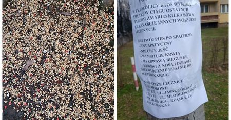 Groza na osiedlach. Ostrzegają właścicieli psów