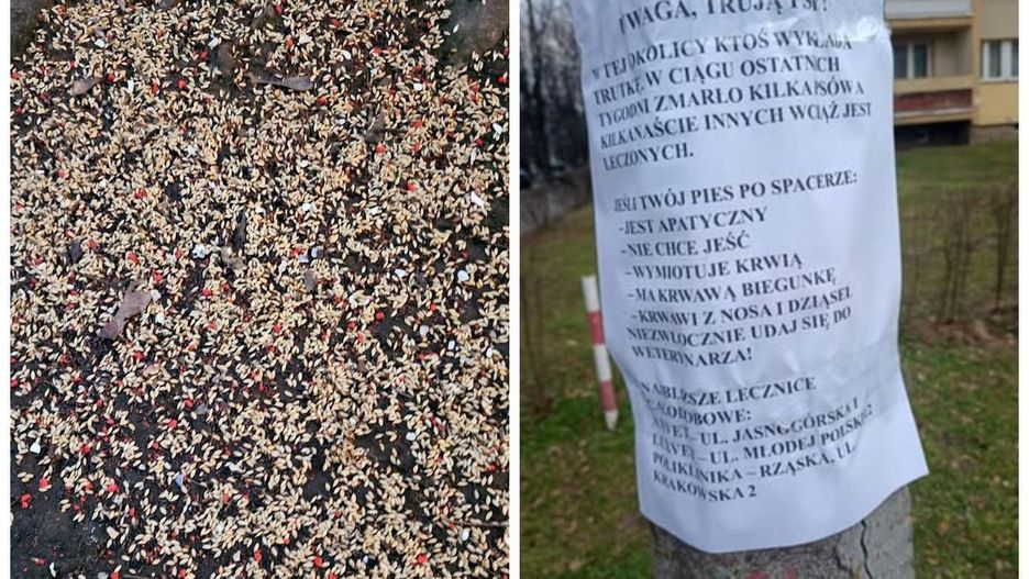 Ostrzeżenia przed wysypaną na krakowskich osiedlach trucizną