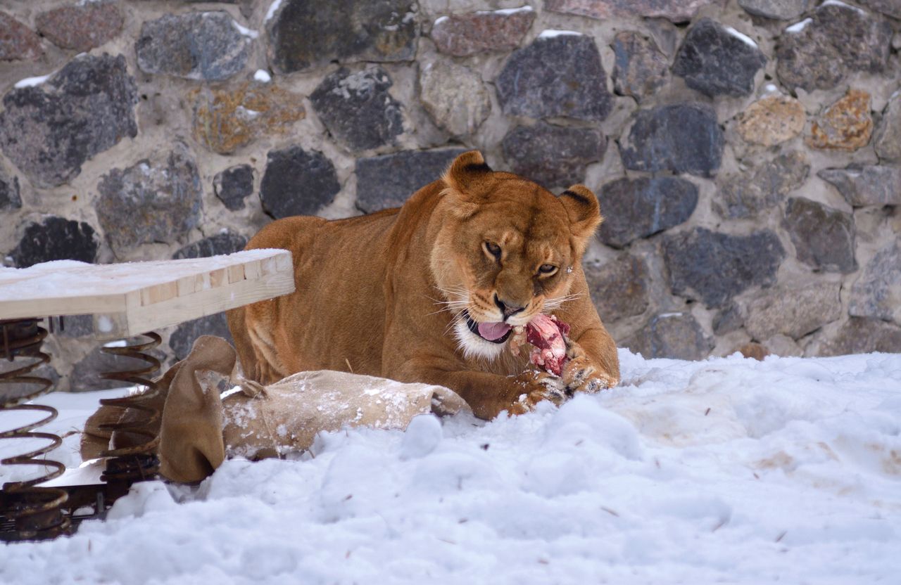 Zwierzęta w ukraińskich zoo są przerażone. "Wojna nie oszczędza również ich"