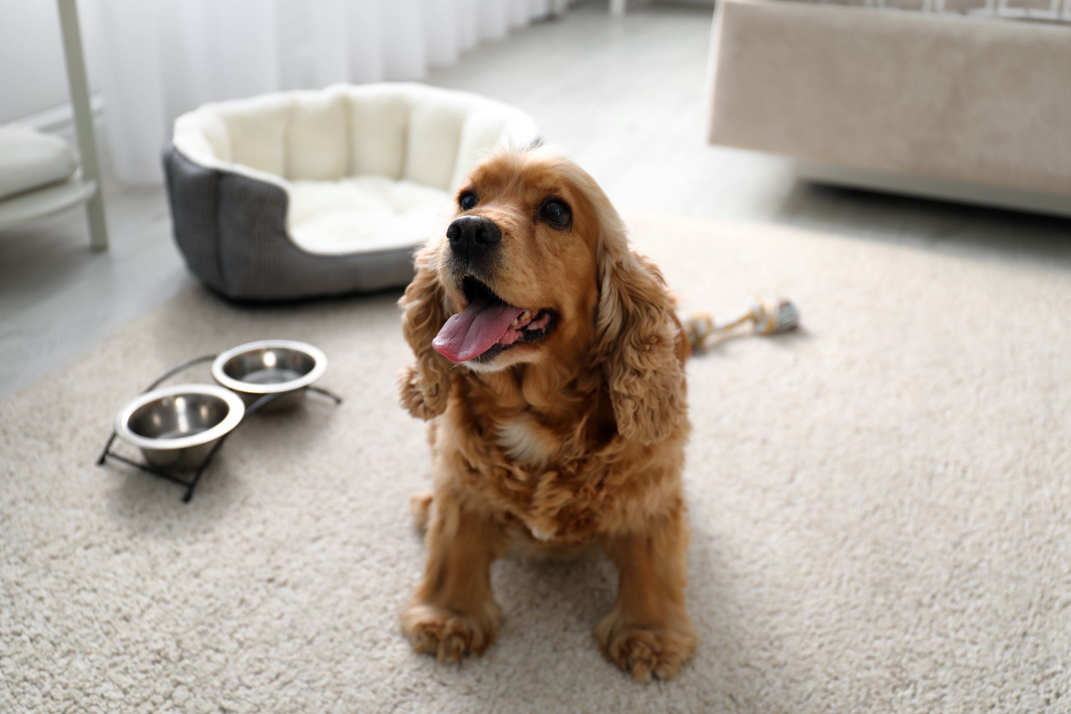 Cocker Spaniel w hotelu (zdjęcie ilustracyjne) 