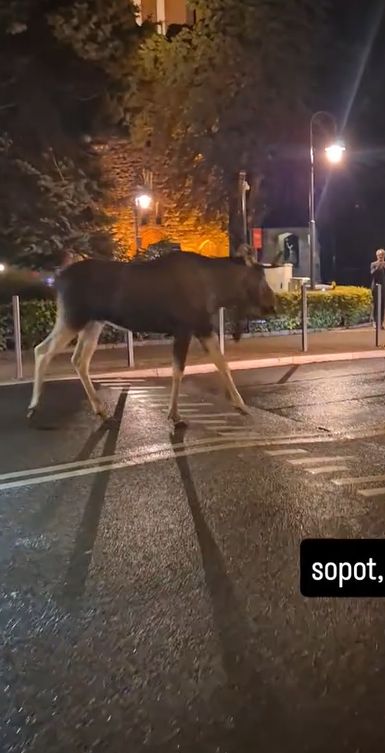 Łoś przemieszczający się ulicami Sopotu.