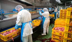 Koronawirus. Pracownicy sezonowi: praca w Niemczech? Nigdy więcej!