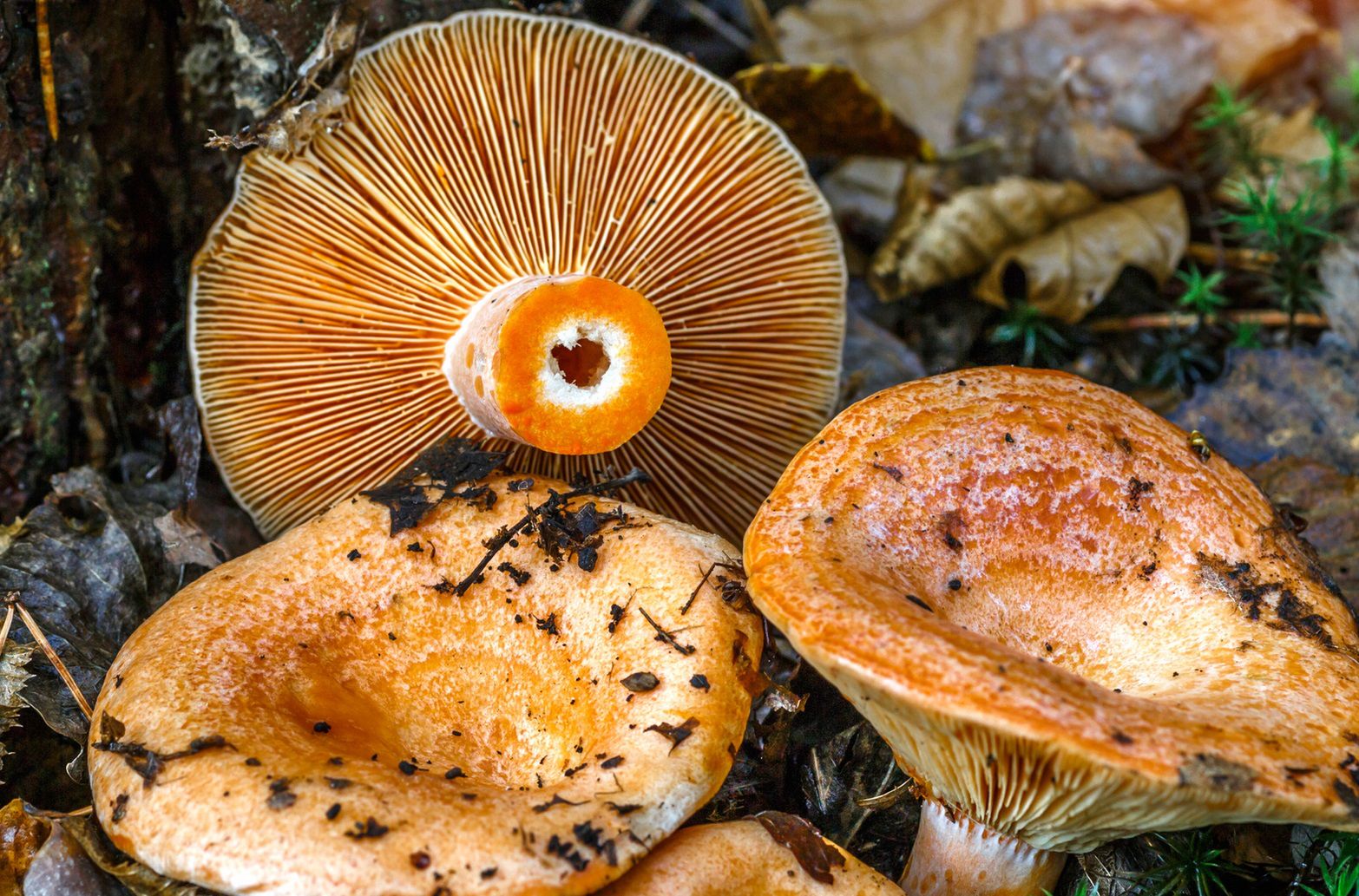 Rydze można smażyć, dusić, gotować, a nawet kisić