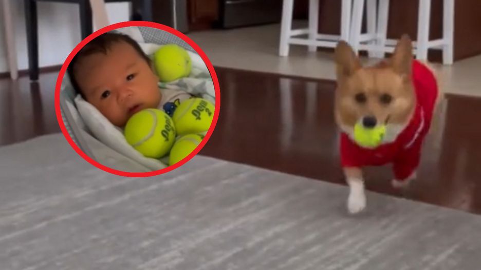 Niesamowita reakcja psa. Wciąż podchodził do dziecka, miał jeden cel