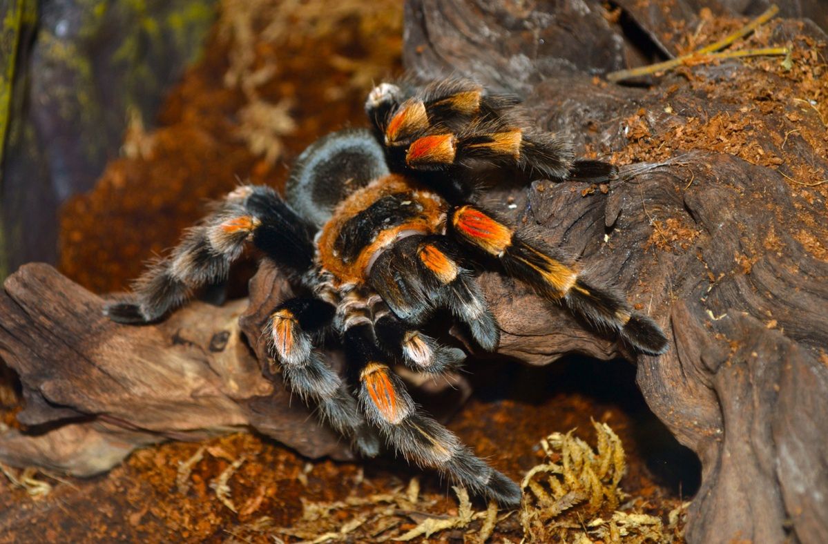 Woman finds deadly spider in her vacuum cleaner, avoids sleep for days