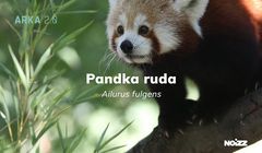 Serwis Noizz wyśle w kosmos DNA zagrożonych gatunków zwierząt